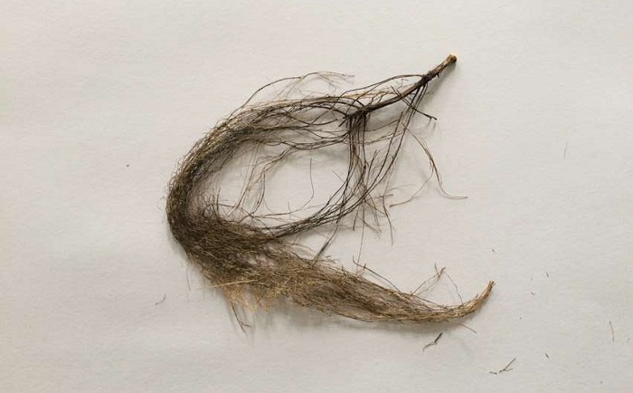 棉花根国产香蕉视频前