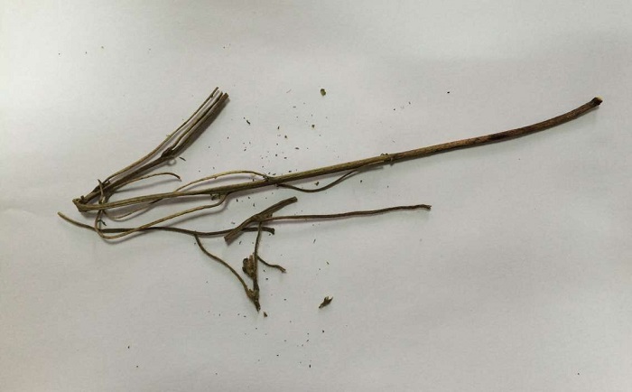 棉花茎国产香蕉视频前