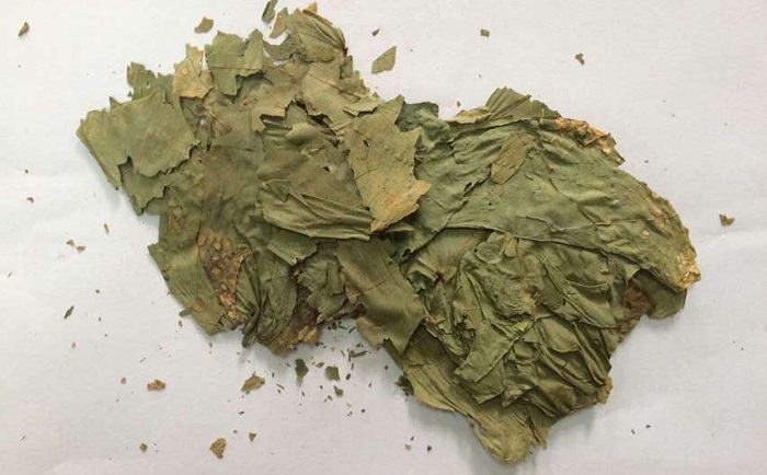 棉花叶国产香蕉视频